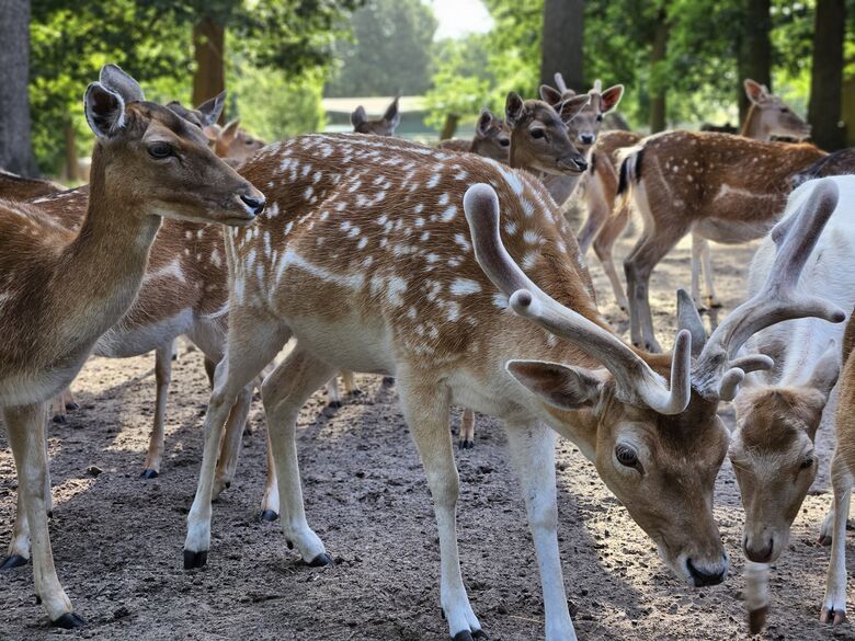 Kastanienernte 2024 startet Kastanienernte 2024 startet