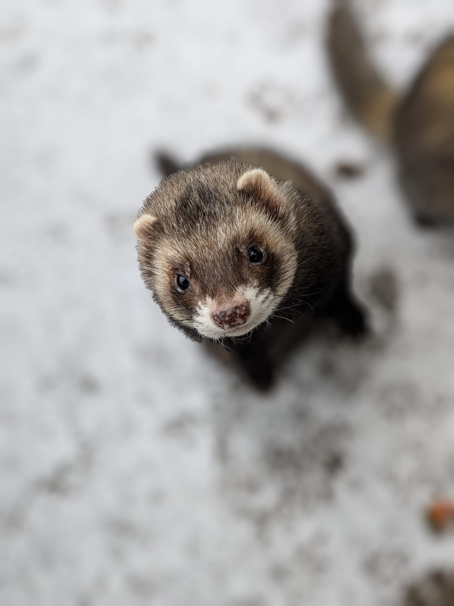 Winterschlaf im Tiergarten Neustrelitz? Von wegen. Winterschlaf im Tiergarten Neustrelitz? Von wegen.