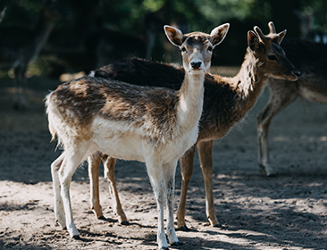 Internationaler Tag der biologischen Vielfalt im Tiergarten Neustrelitz (22. Mai) Internationaler Tag der biologischen Vielfalt im Tiergarten Neustrelitz (22. Mai)