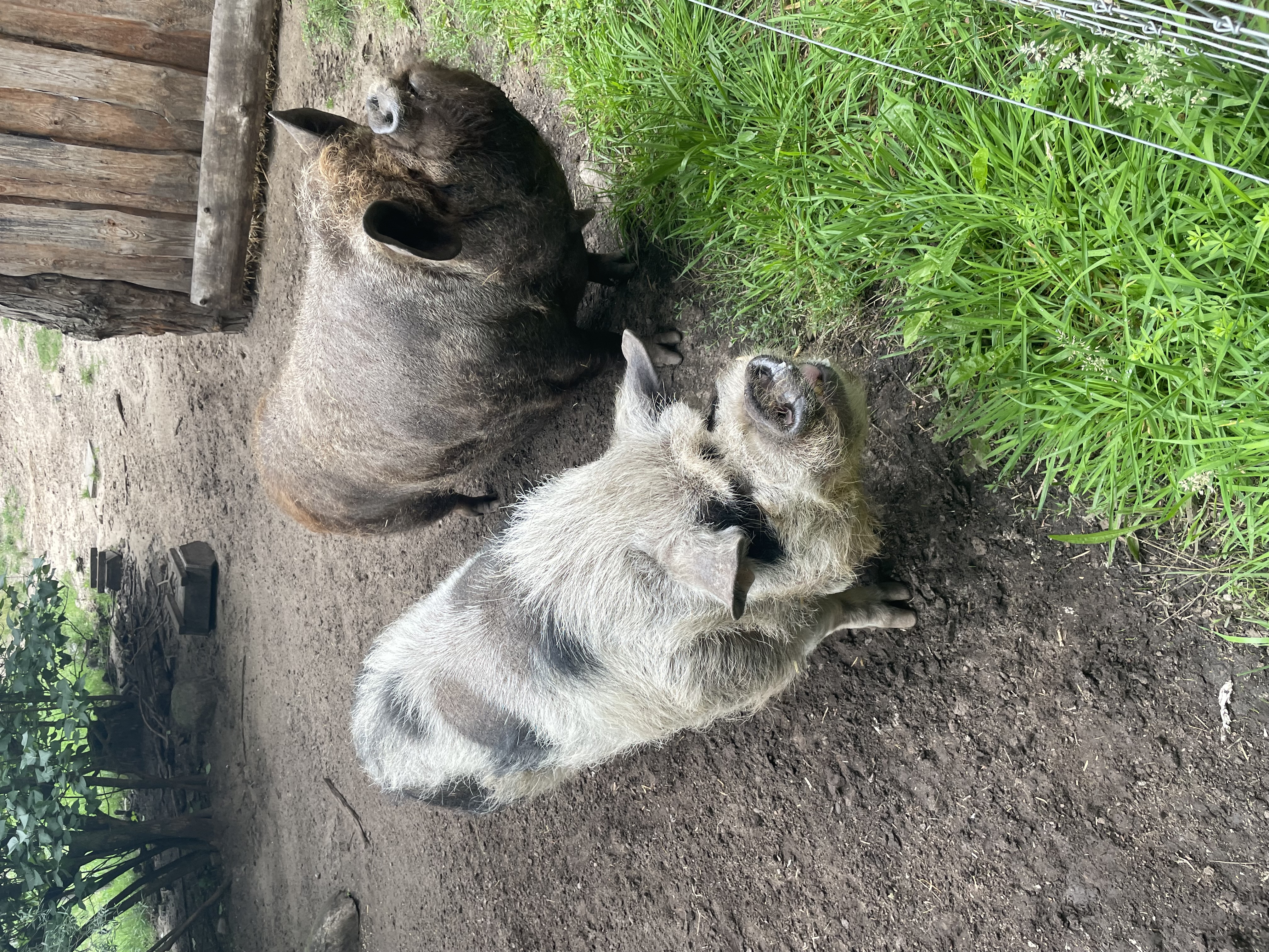 Abschied von unseren Kune Kune Schweinen Abschied von unseren Kune Kune Schweinen