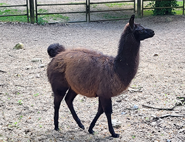 Herzlich willkommen Carlos, Manfred und Sanchoz Herzlich willkommen Carlos, Manfred und Sanchoz