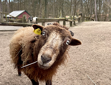 2022: Ein Rekordjahr für den Tiergarten der Stadtwerke Neustrelitz 2022: Ein Rekordjahr für den Tiergarten der Stadtwerke Neustrelitz