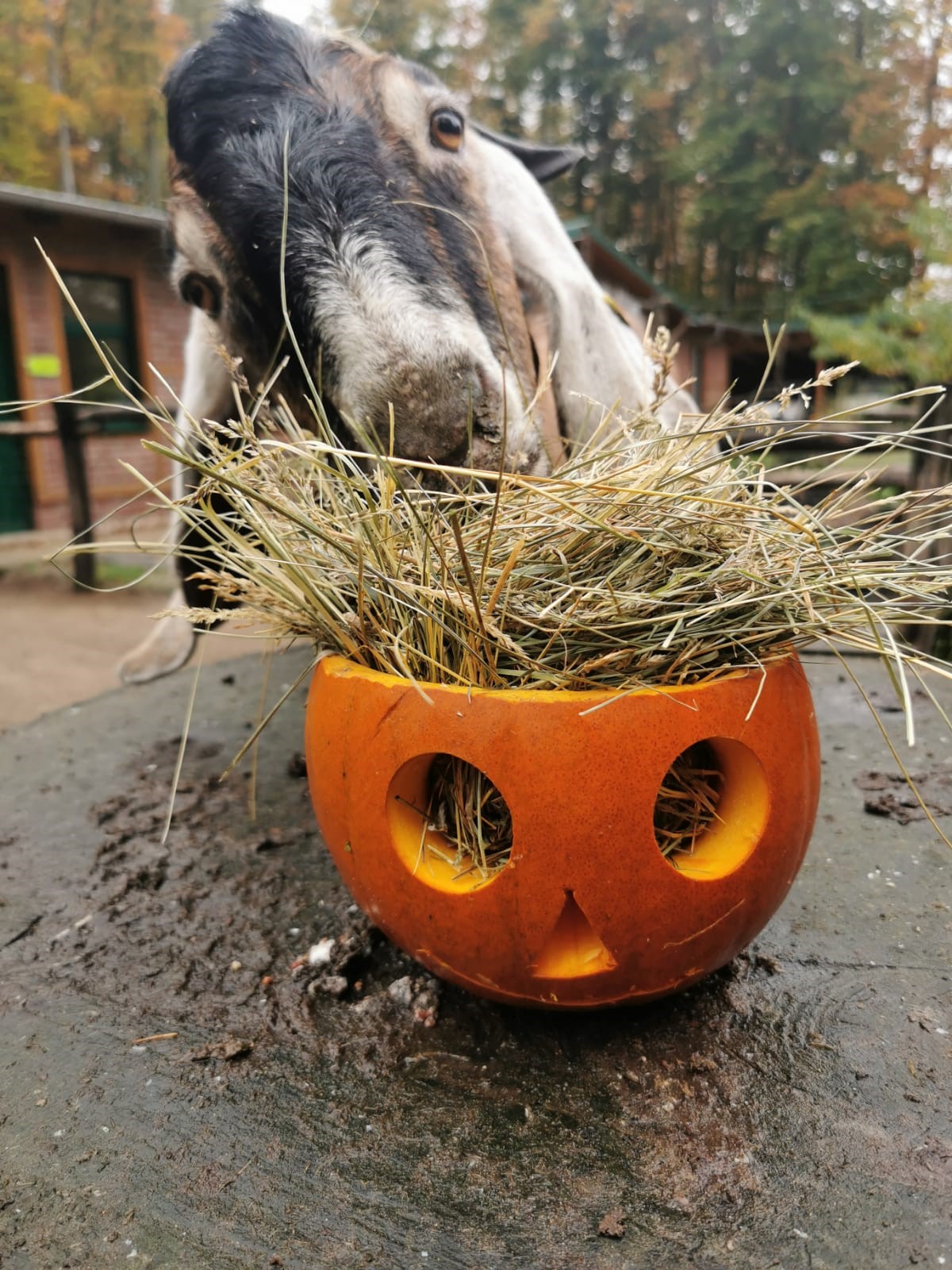 Kartenvorverkauf startet - Kastanienaktion beendet Kartenvorverkauf startet - Kastanienaktion beendet