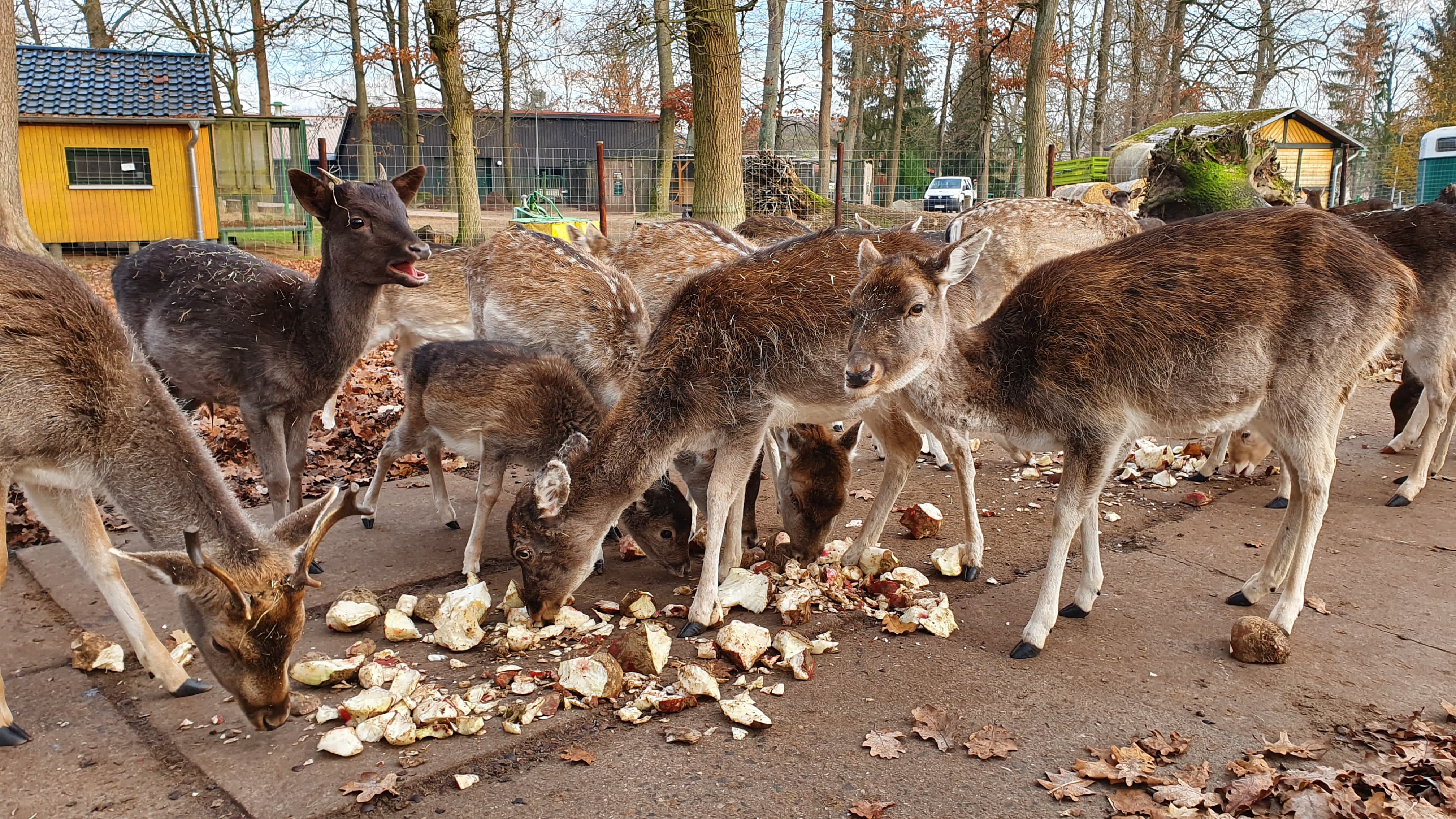 Kastaniensammeln für die Tiere im Tiergarten Neustrelitz Kastaniensammeln für die Tiere im Tiergarten Neustrelitz